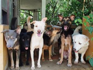 Rescued dogs in ElfesWorld Thailand