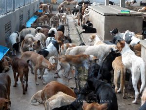 Opfer des illegalen Hundefleischhandels 
