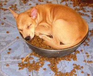 Futterpatenschaften für in Thailand gerettete Hunde