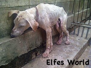 Opfer des Hundefleischhandels in Thailand 