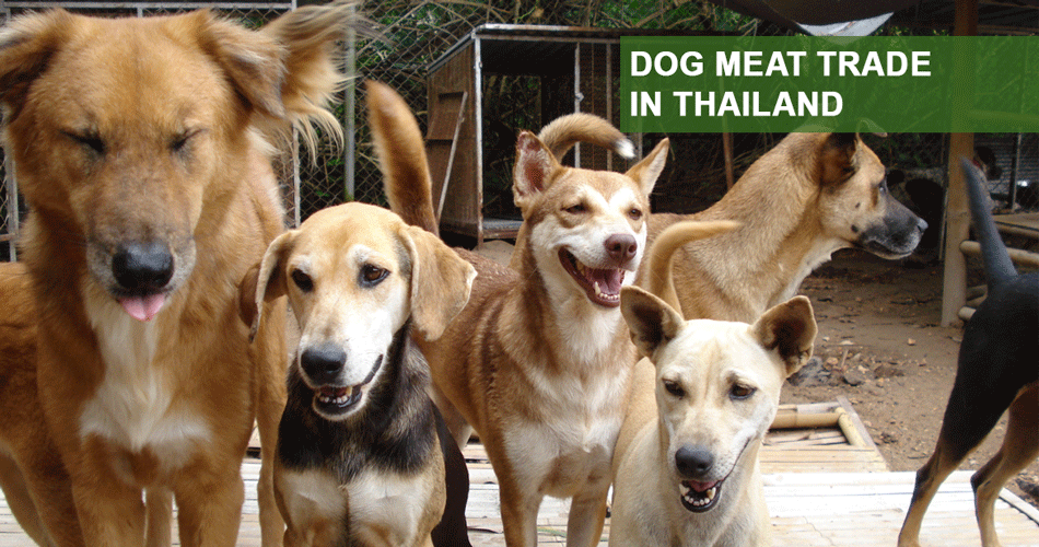 hundefleischhandel-in-Thailand | dog-meat-trade
